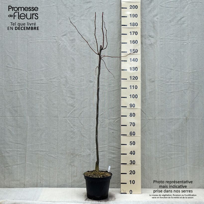 Esemplare di Gleditsia triacanthos f.inermis Skyline Vaso da 7,5L/10L come consegnato in autunno