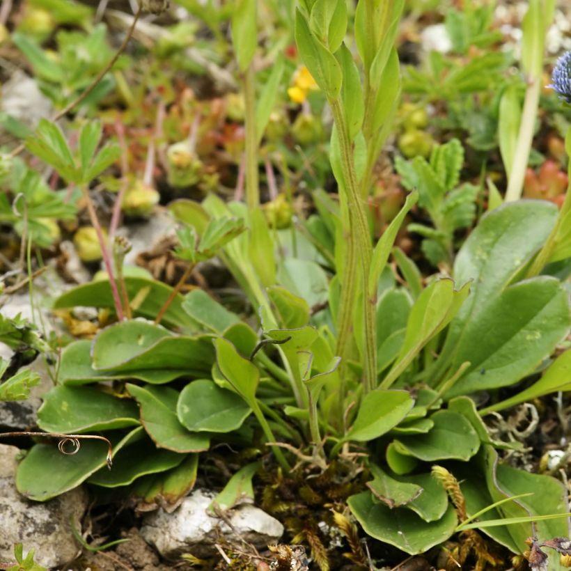 Globularia punctata - Globularia punteggiata (Foliage)