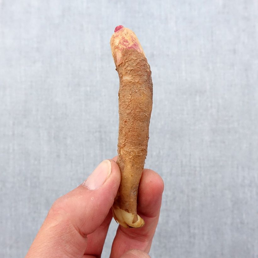 Gloriosa Carsonii Bulbo taglia 15+ esemplare consegnato in primavera