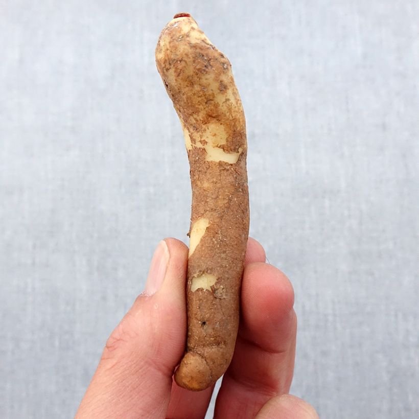 Gloriosa lutea Lutea Bulbo taglia 10+ esemplare consegnato in primavera