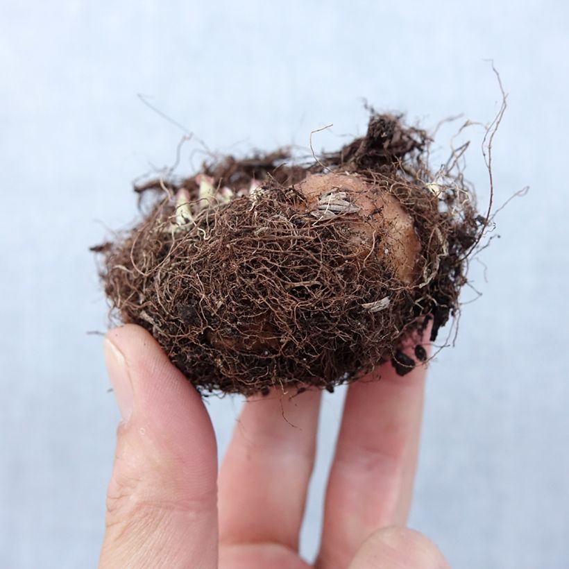 Gloxinia speciosa Etoile de feu Bulbo taglia 5+ esemplare consegnato in primavera