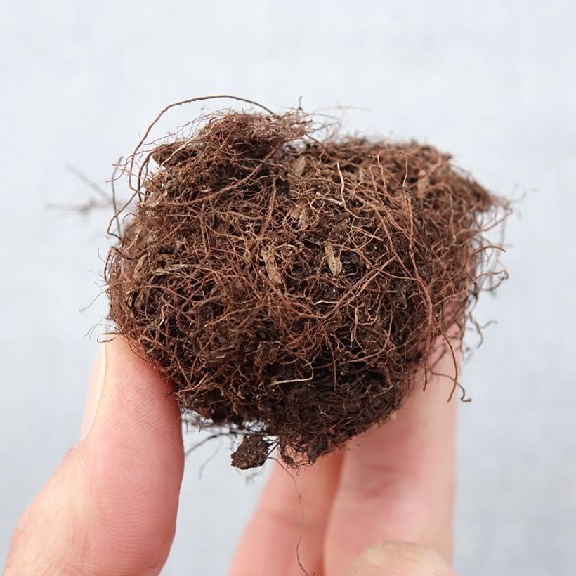 Gloxinia speciosa Kaiser Friedrich Bulbo taglia 5+ esemplare consegnato in primavera