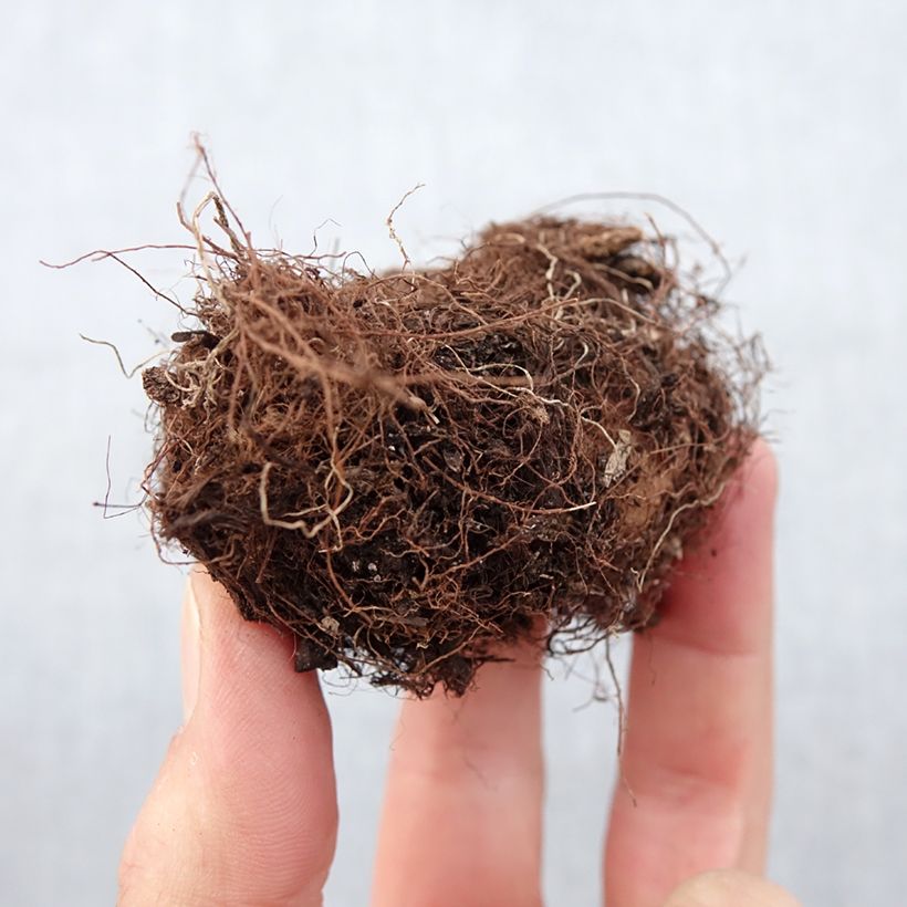 Example of Gloxinia speciosa Kaiser Wilhelm Bulbo taglia 5+ as you get in printemps