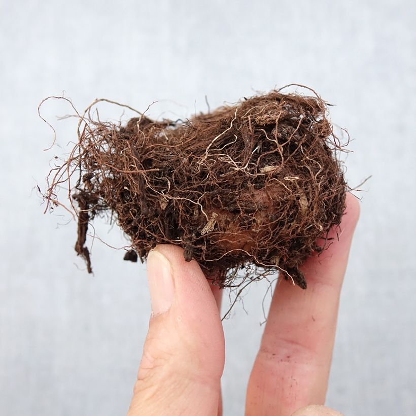 Gloxinia speciosa Mont Blanc Bulbo taglia 5+ esemplare consegnato in primavera