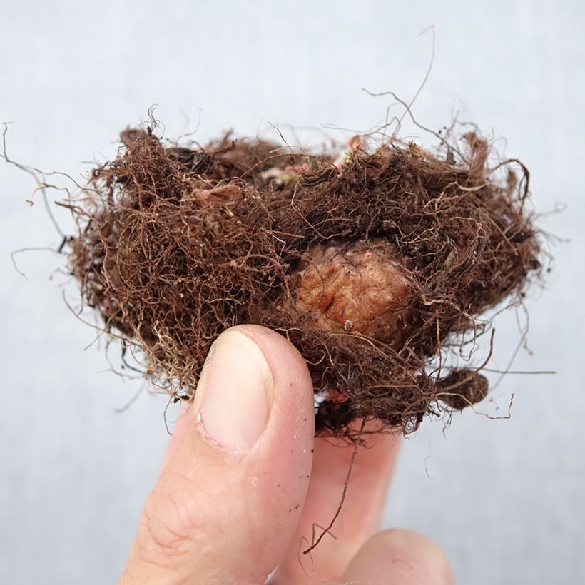 Gloxinia speciosa Violacea Bulbo taglia 5+ esemplare consegnato in primavera