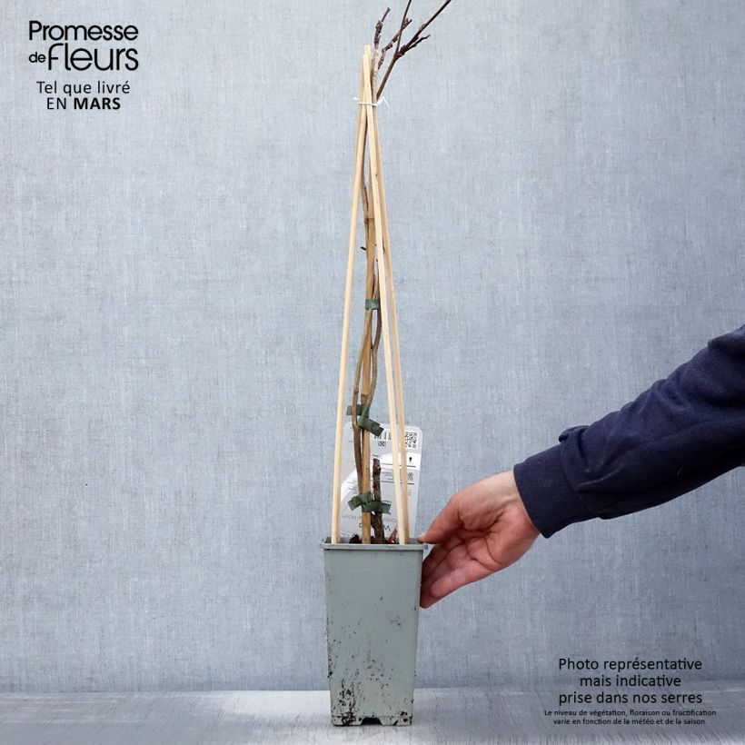 Wisteria frutescens var. macrostachya Blue Moon - Glicine americano Vaso da 2L/3L esemplare consegnato in primavera