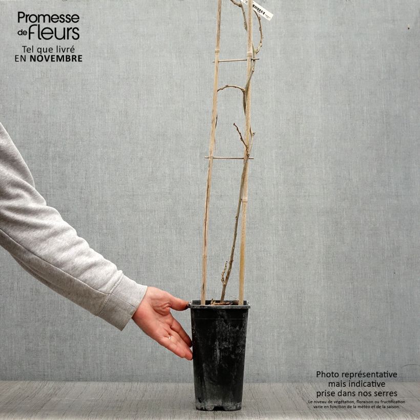 Esemplare di Glycine de Chine Blue Line - Wisteria sinensis Pot de 2L/3L come consegnato in autunno