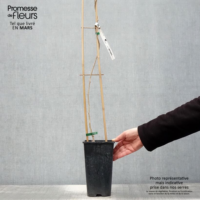 Wisteria sinensis Alba - Glicine comune Vaso da 2L/3L esemplare consegnato in primavera