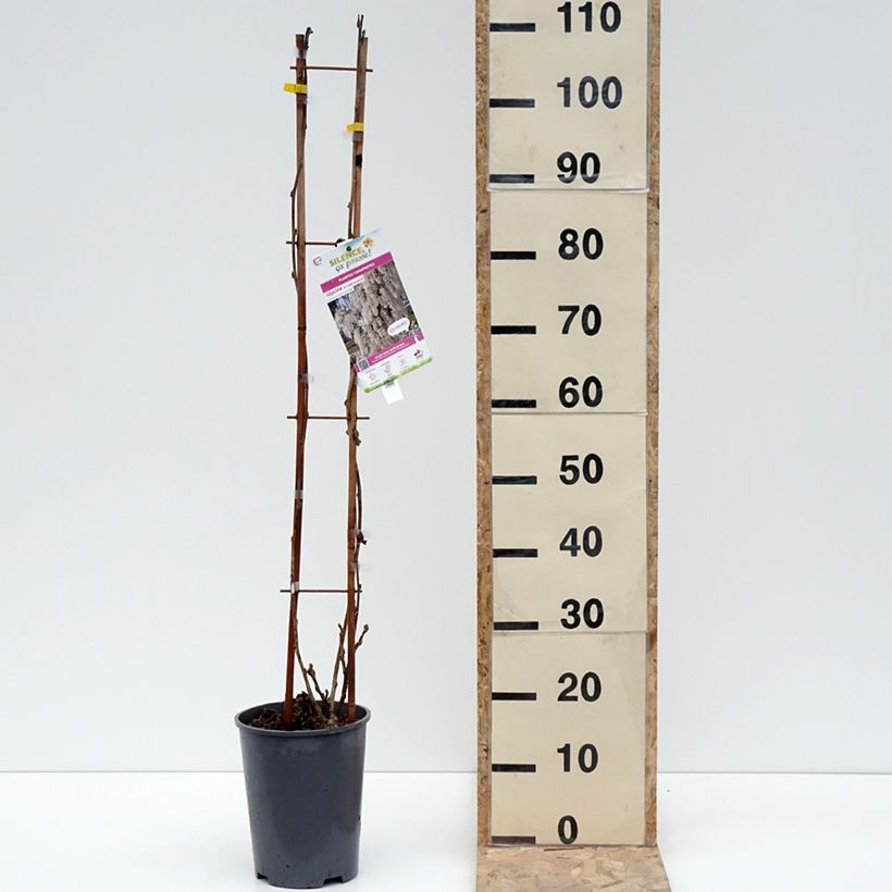 Glycine de Chine - Wisteria sinensis Alba Pot de 3L/4L esemplare consegnato in inverno