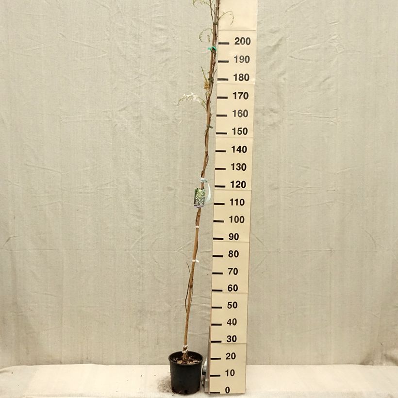 Wisteria sinensis Alba - Glicine comune Vaso da 3L/4L esemplare consegnato in primavera