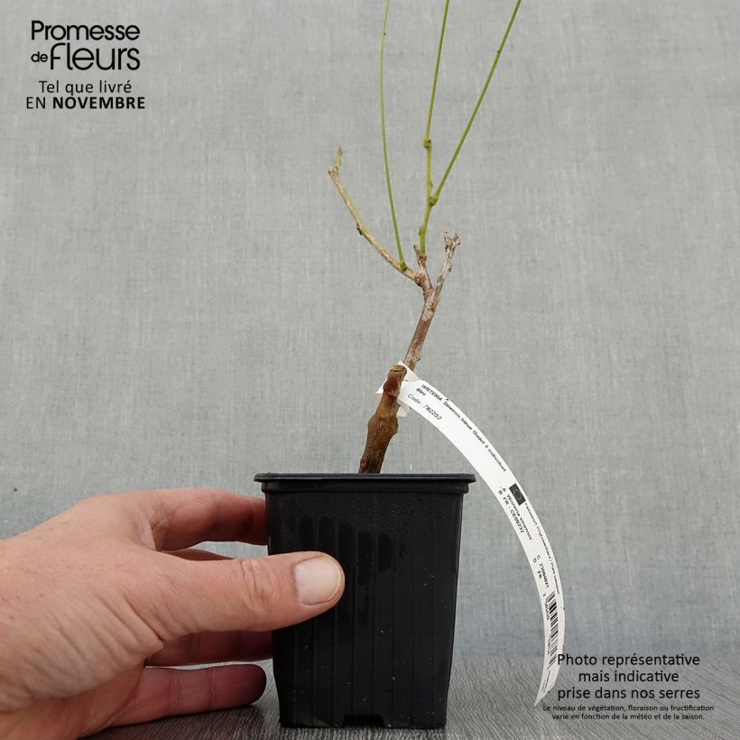 Esemplare di Glicine comune - Wisteria sinensis Vasetto da 8/9 cm come consegnato in autunno