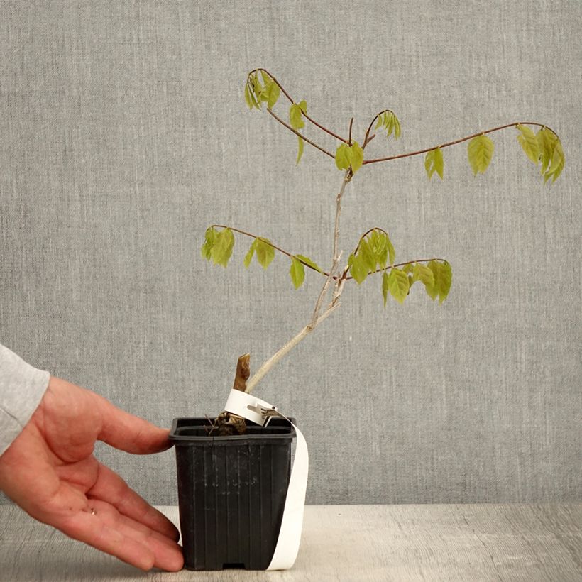 Glicine comune - Wisteria sinensis Vasetto da 8/9 cm esemplare consegnato in primavera