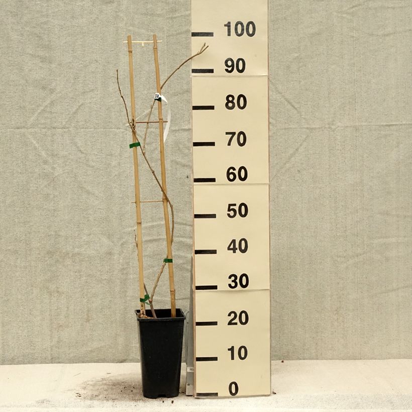 Example of Wisteria sinensis Flore Pleno - Glicine comune Vaso da 3L/4L as you get in printemps