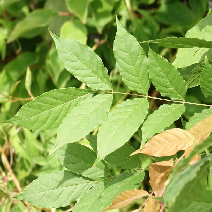 Wisteria sinensis Flore Pleno - Glicine comune (Foliage)