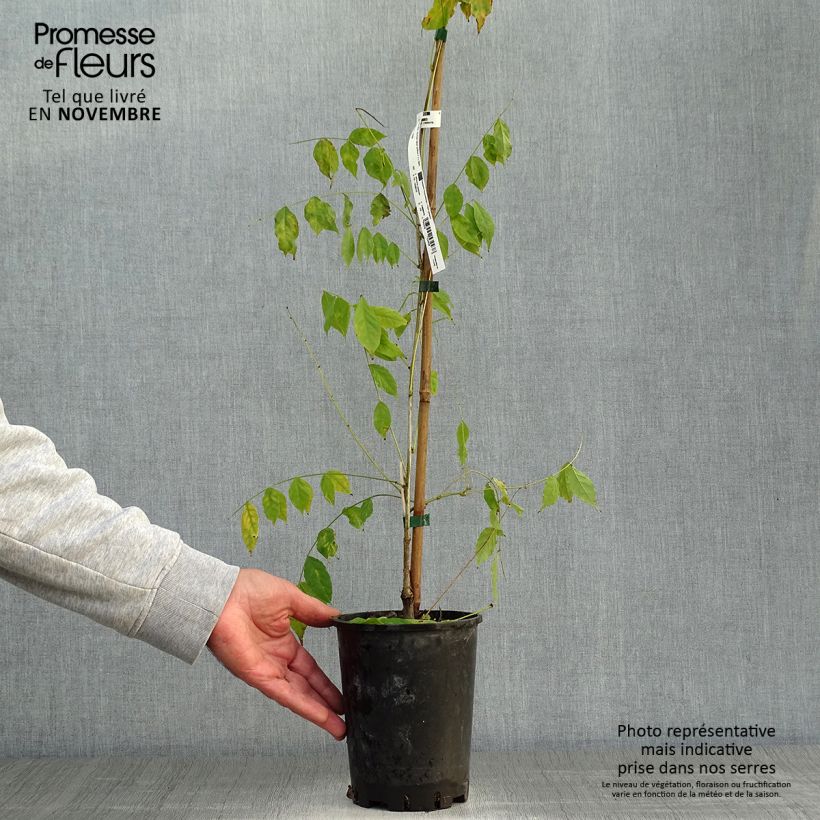 Esemplare di Glicine comune - Wisteria sinensis Vaso da 2L/3L come consegnato in autunno
