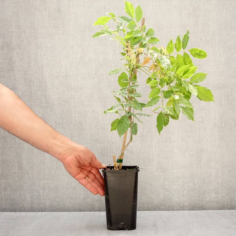 Wisteria formosa - Glicine Vaso da 1,5L/2L esemplare consegnato in primavera