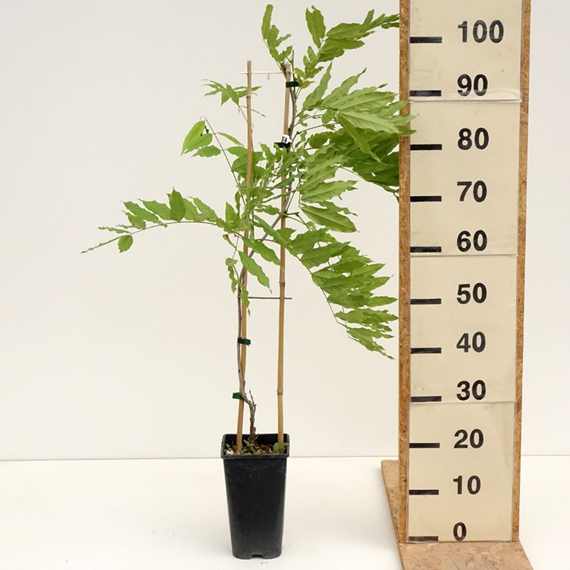 Wisteria formosa - Glicine Vaso da 3L/4L esemplare consegnato in primavera