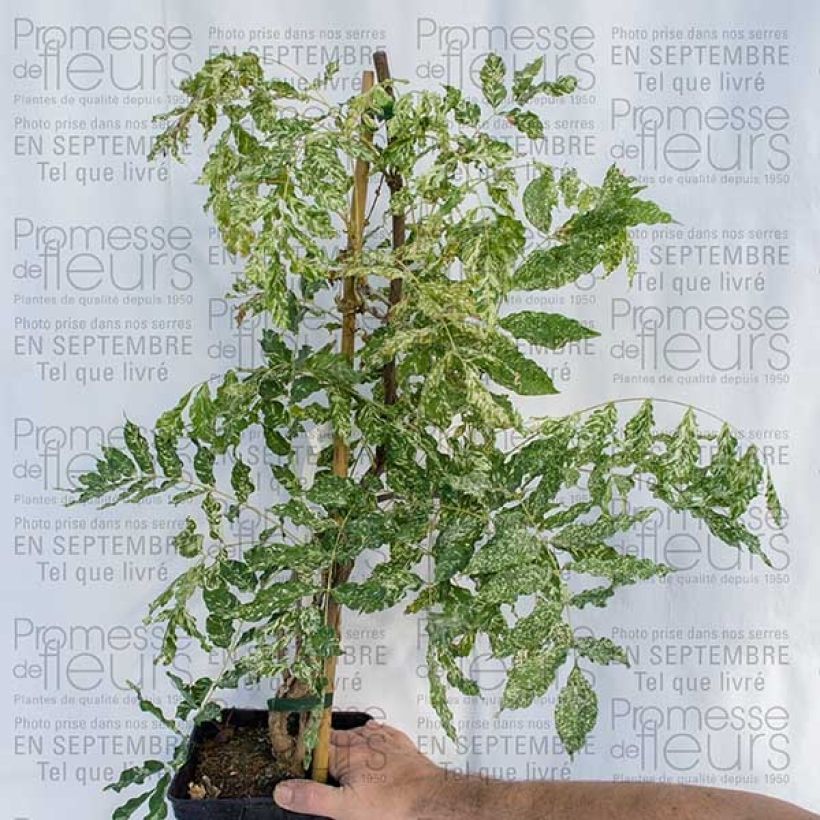 Esempio di esemplare Wisteria floribunda Variegata - Glicine Vaso da 2L/3L come consegnato