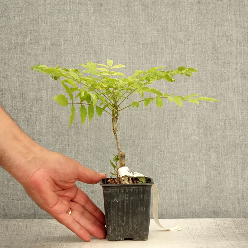 Esemplare di Wisteria floribunda Alba - Glicine Vasetto da 8/9 cm consegnato in estate