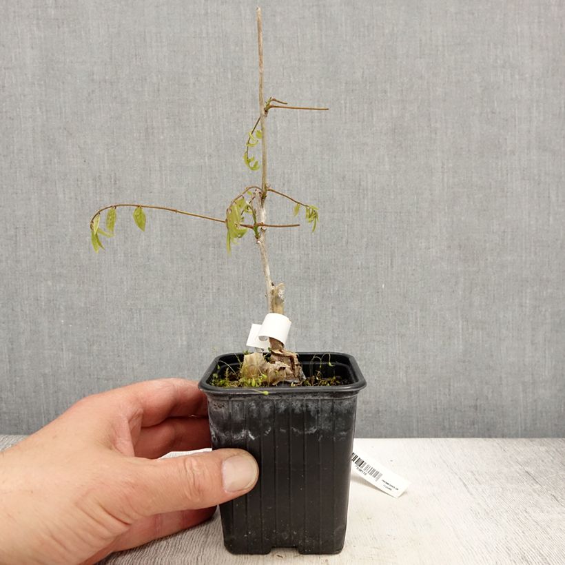 Wisteria floribunda Alba - Glicine Vasetto da 8/9 cm esemplare consegnato in primavera