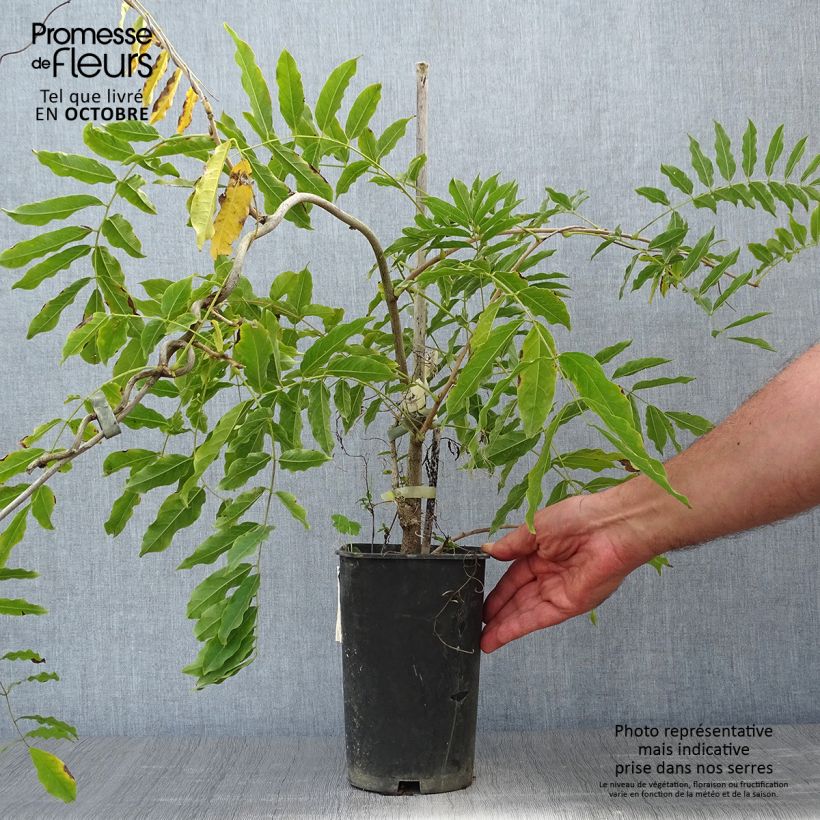 Esemplare di Wisteria floribunda Alba - Glicine Vaso da 1,5L/2L come consegnato in autunno