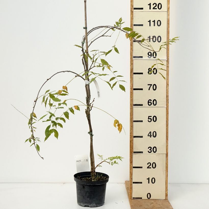 Esemplare di Wisteria floribunda Domino - Glicine Vaso da 1,5L/2L come consegnato in autunno