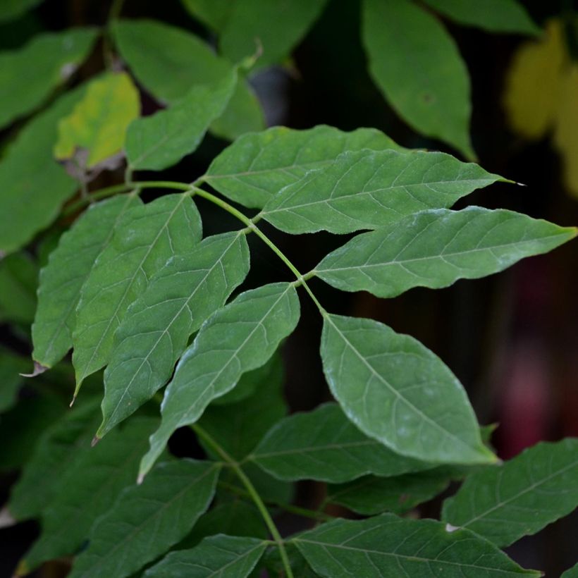 Wisteria floribunda Honbeni - Glicine (Foliage)