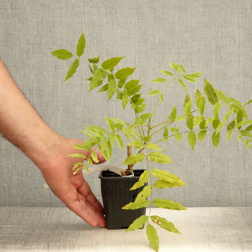 Esemplare di Wisteria floribunda Macrobotrys - Glicine Vasetto da 8/9 cm consegnato in estate