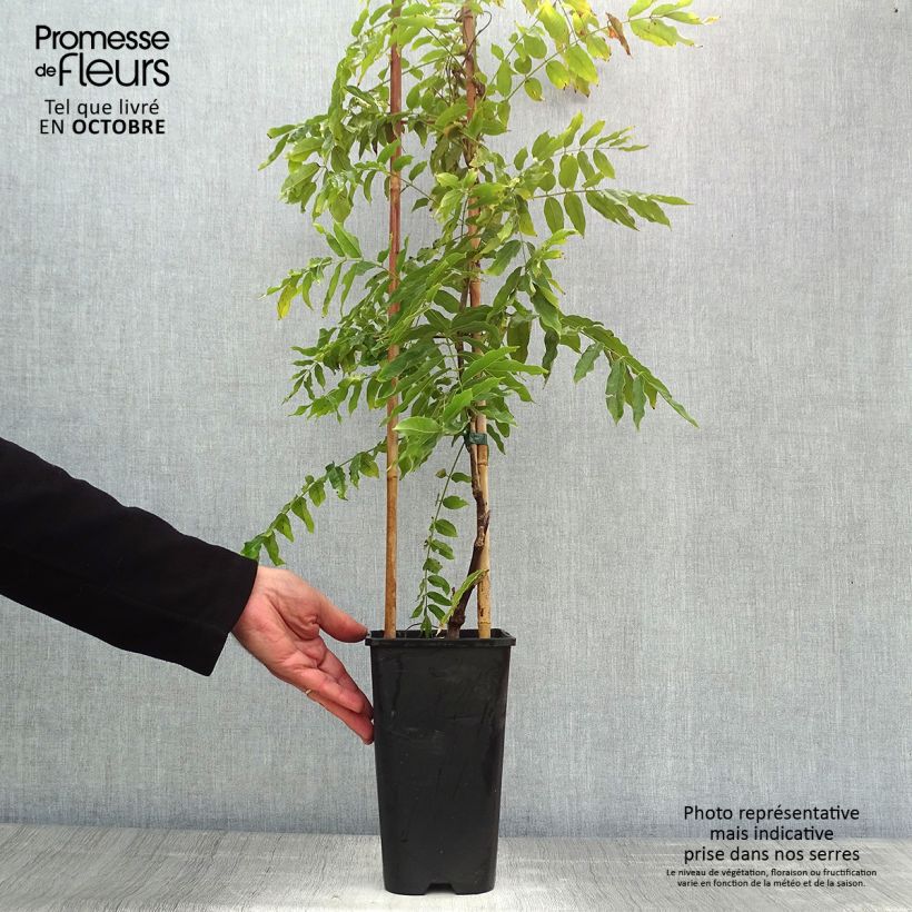 Esemplare di Wisteria floribunda Macrobotrys - Glicine Vaso da 2L/3L come consegnato in autunno