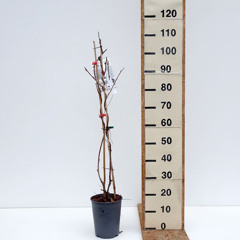 Wisteria venusta Grande Diva Barbara - Glicine Vaso da 4L/5L esemplare consegnato in inverno