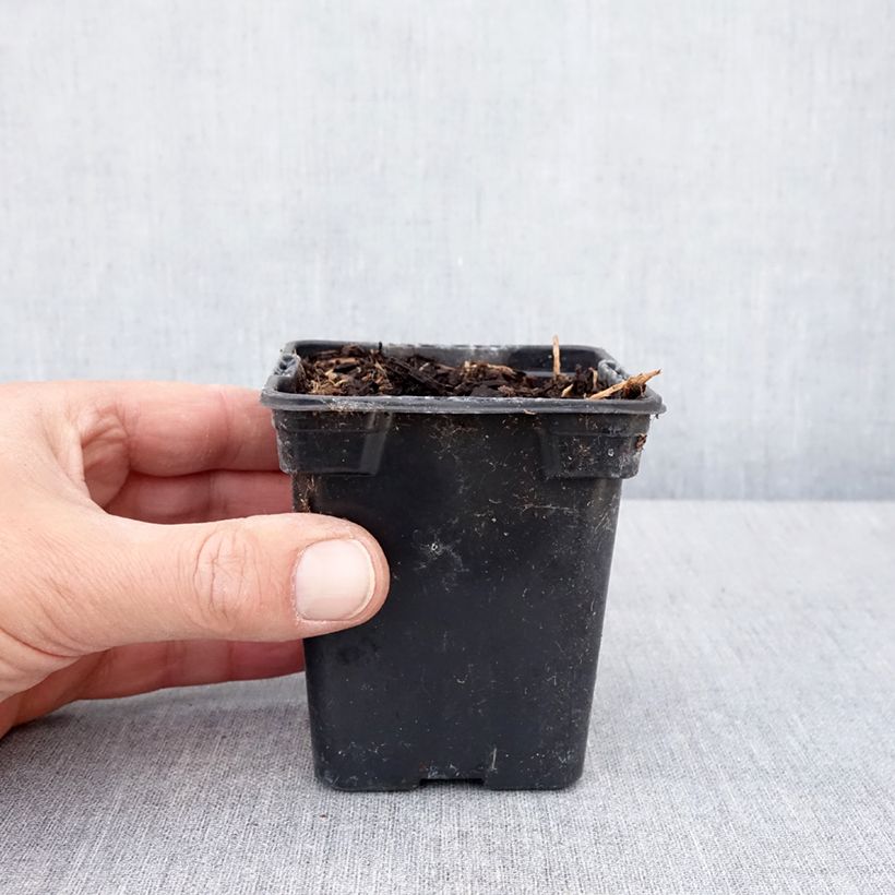 Apios americana - Glicine tuberoso Vasetto da 8/9 cm esemplare consegnato in primavera