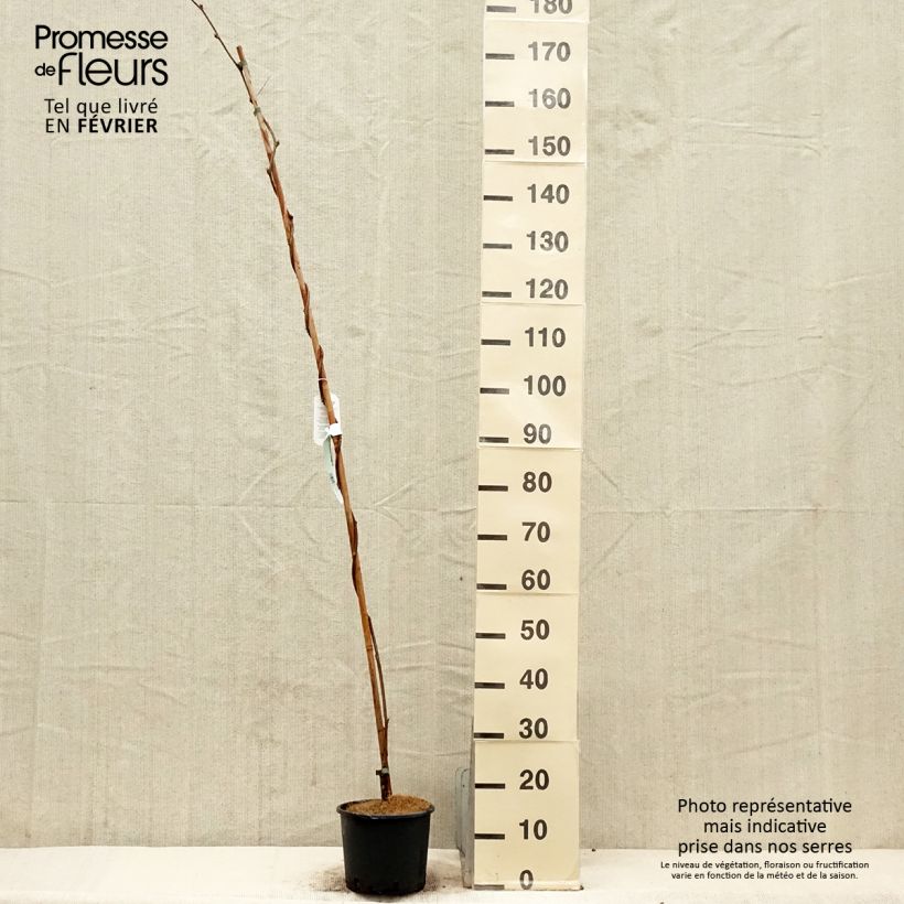 Wisteria brachybotrys Yokohama Fuji - Glicine Vaso da 3L/4L esemplare consegnato in inverno