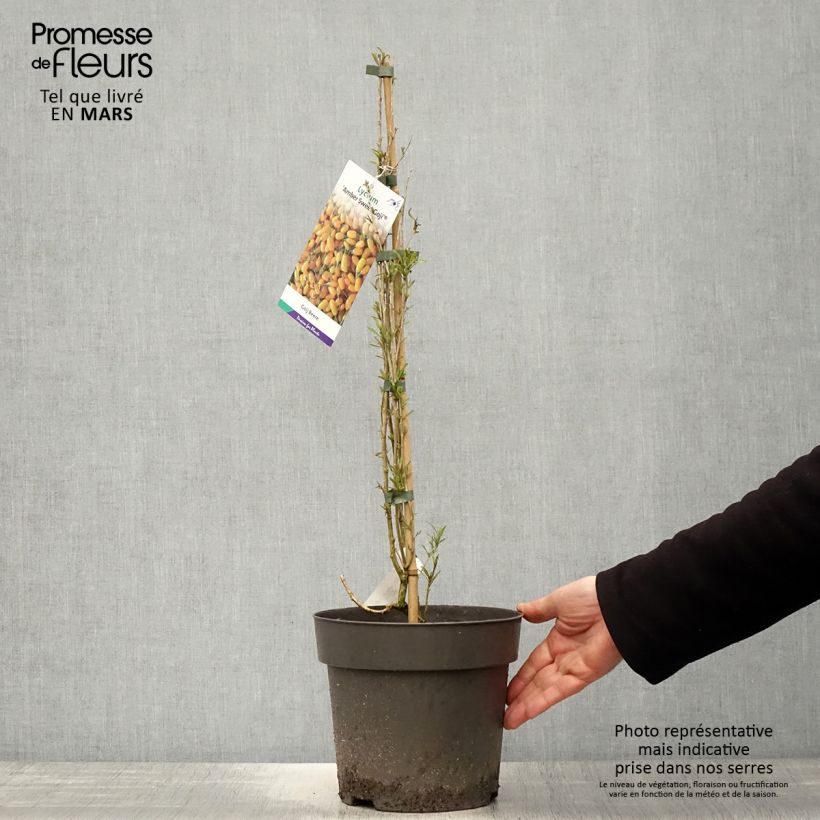 Lycium barbarum Amber Sweet - Goji Vaso da 4L/5L, Multifusto esemplare consegnato in primavera