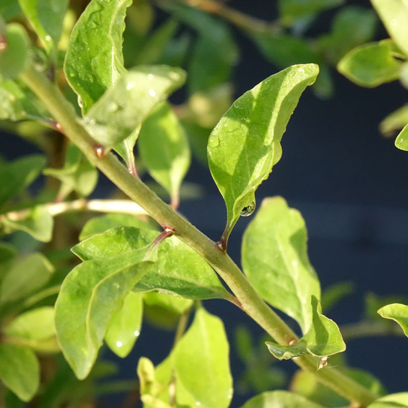 Lycium barbarum Gojidelys - Goji (Fogliame)