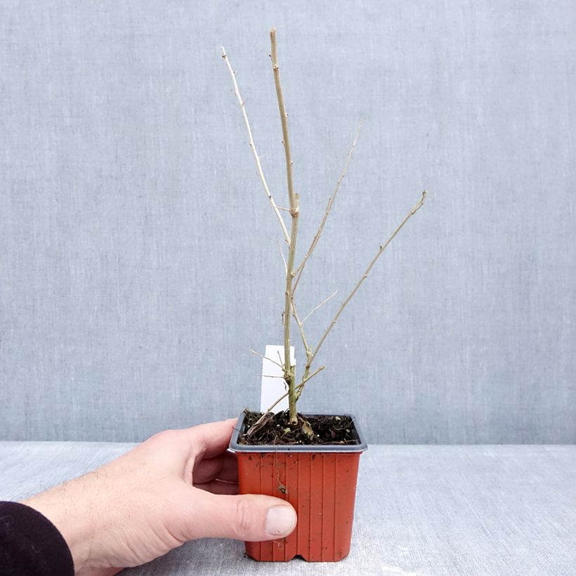 Example of Lycium barbarum - Goji Vasetto da 8/9 cm as you get in hiver