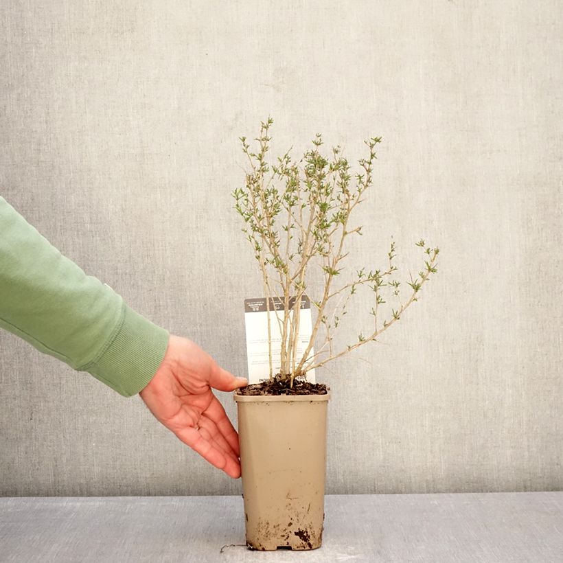 Lycium barbarum - Goji Q1 Vaso da 1,5L/2L, Multifusto esemplare consegnato in inverno