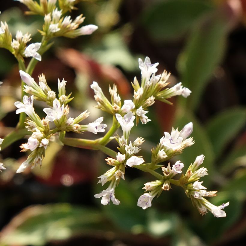 Goniolimon collinum (Fioritura)