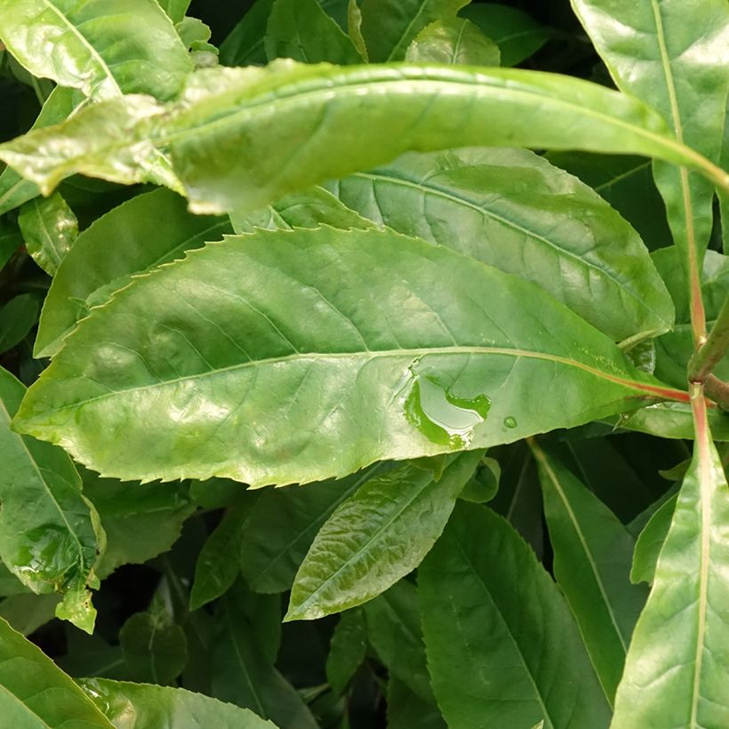 Gordlinia grandiflora (Foliage)