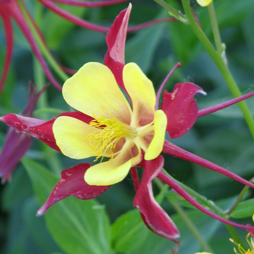 Aquilegia Firecracker (Flowering)