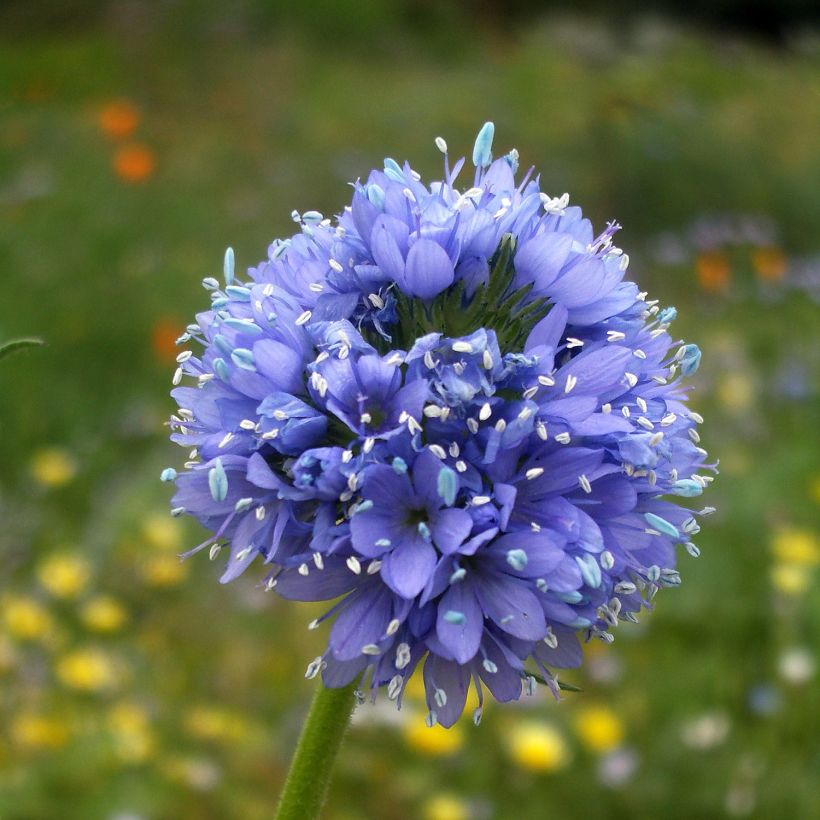 Gilia capitata (Flowering)