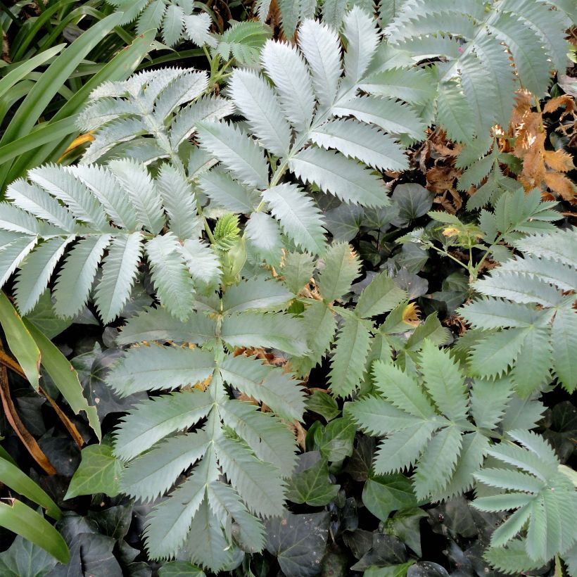 Melianthus major (semi) - Melianto maggiore (Fogliame)