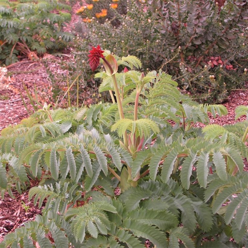 Melianthus major (semi) - Melianto maggiore (Porto)