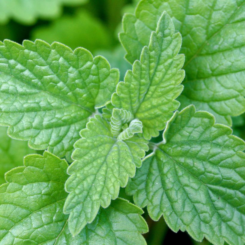 Nepeta cataria - Erba gatta (Foliage)