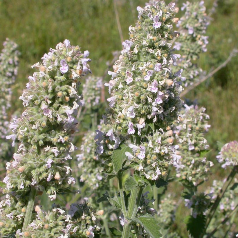Nepeta cataria - Erba gatta (Flowering)