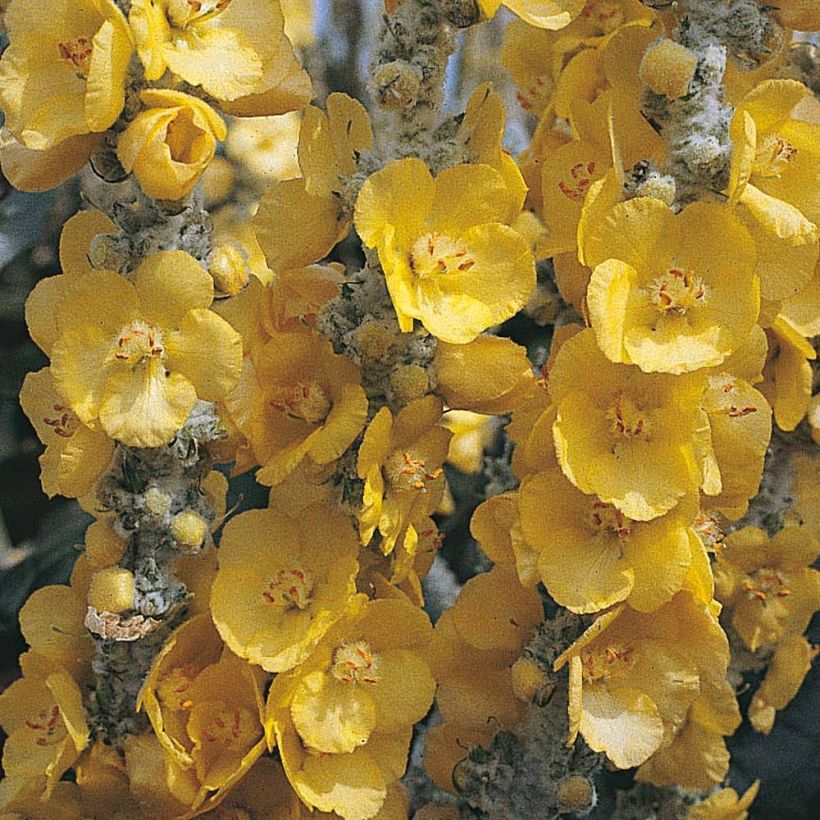 Verbascum bombyciferum Silver Lining (Flowering)