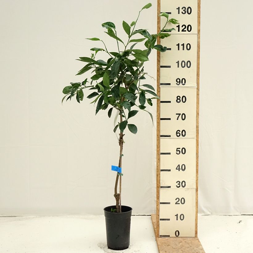 Esemplare di Citrus x latifolia - Lima verde Vaso da 3L/4L, Multifusto consegnato in estate