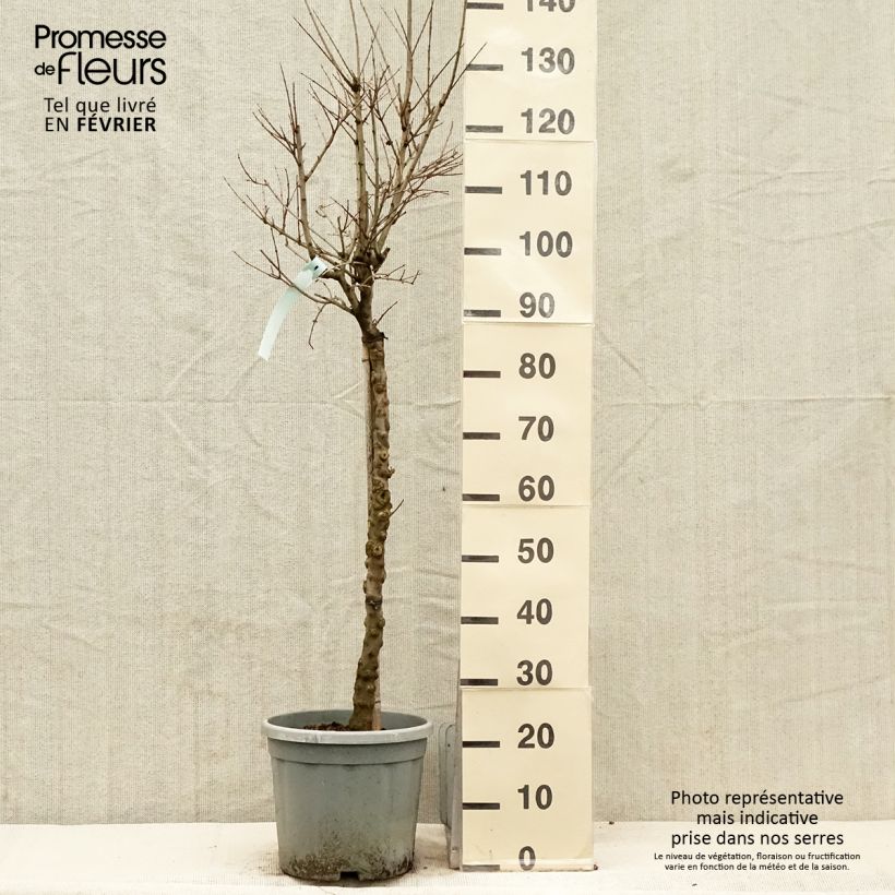 Grenadier à fleurs - Punica granatum California Sunset Pot de 7,5L/10L, Demi-Tige esemplare consegnato in inverno