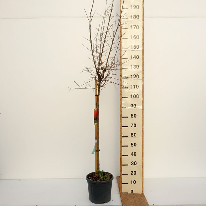 Esemplare di Punica granatum Acco - Melograno Vaso da 7,5L/10L, Vaso impalcato medio come consegnato in autunno