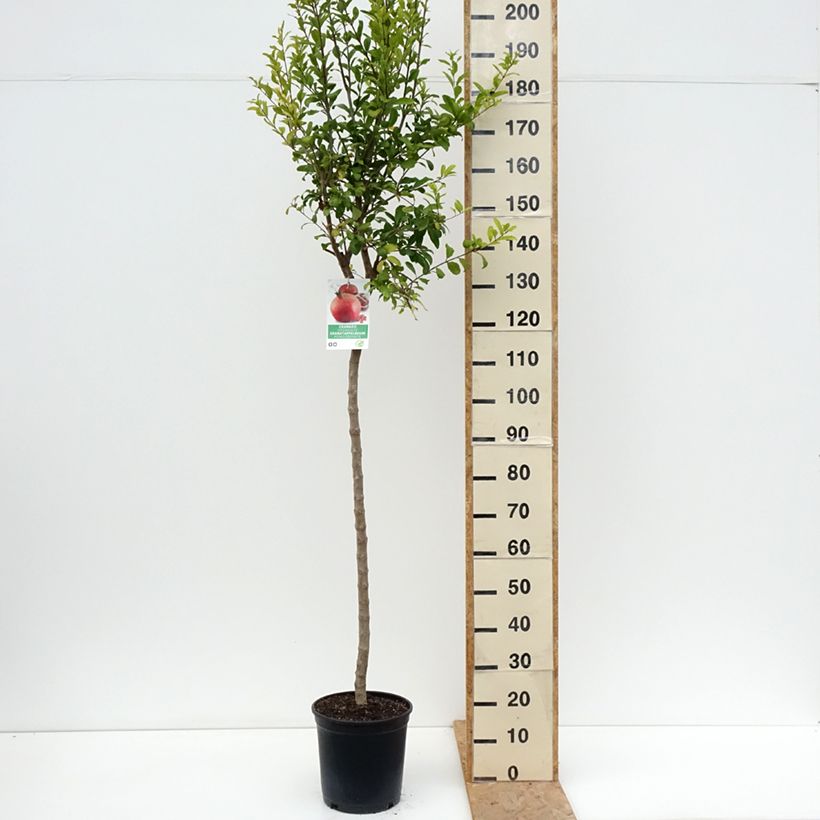 Esemplare di Punica granatum Acco - Melograno Vaso da 7,5L/10L, Vaso impalcato medio consegnato in estate