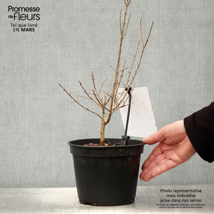 Example of Melograno Dente di leone - Punica granatum Vaso da 1,5L/2L, Multifusto as you get in printemps